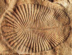 Dickinsonia