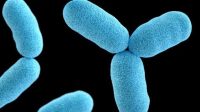 Diphtheria