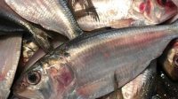 Hilsa