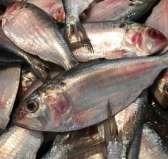 Hilsa
