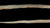 Indian fringe-lip eel