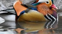 Mandarin duck