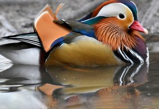 Mandarin duck