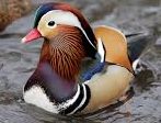 Mandarin Duck spotted after 118 years in Assam