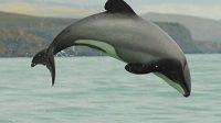 Maui dolphin