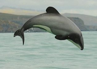 Maui dolphin
