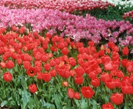 CSIR Floriculture Mission