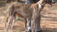 Mudhol hound