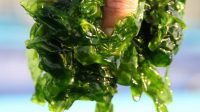 Paper-based Supercapacitor Made From Seaweed
