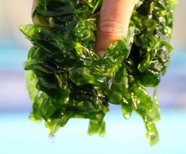 Seaweed Mission