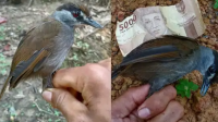 Black browed babbler