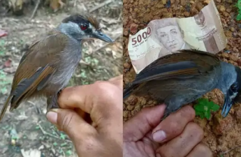 Black browed babbler