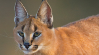 Caracal