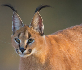 Caracal