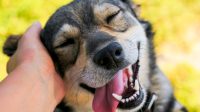 Parvo