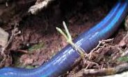 Mass Migration of Blue Earthworms in Meghalaya