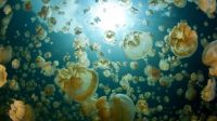 Jellyfish bloom