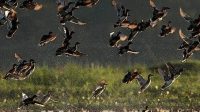 Kaziranga National Park