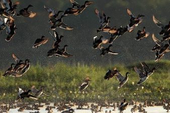 Kaziranga National Park