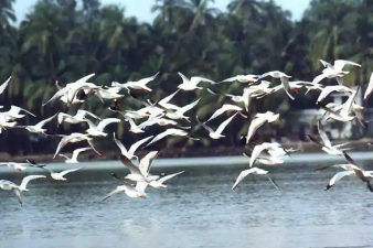 State of India’s Birds
