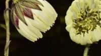 New Alpine Plant Species Discovered in Arunachal Pradesh
