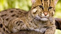 Fishing Cats