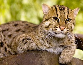 Fishing Cats