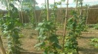 Multi layer farming