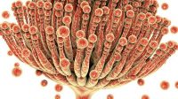 Mycotoxin