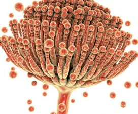 Mycotoxin