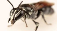 Pharohylaeus lactiferous