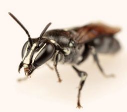 Pharohylaeus lactiferous