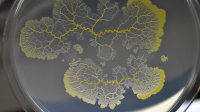 Physarum polycephalum
