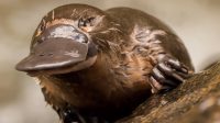 Platypus