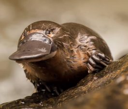 Platypus