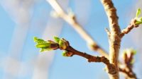 Premature bud breaking