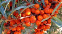 Seabuckthorn