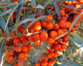 Seabuckthorn
