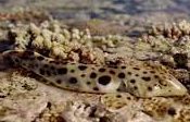 How Warming Oceans affects Metabolism of Sharks?