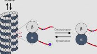 Tyrosination sensor
