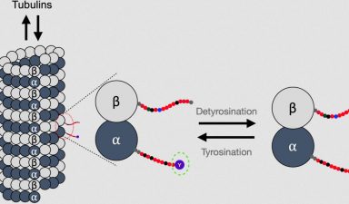 Tyrosination sensor