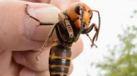 Surge in Asian Hornet Sightings in UK