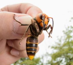 Surge in Asian Hornet Sightings in UK