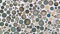 Diatom test
