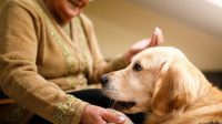 Scent Dogs Surpass PCR Tests for COVID-19 Detection