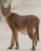 Caracal Sighting In Madhya Pradesh