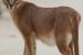 Caracal Sighting In Madhya Pradesh
