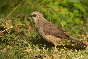 ब्लैक ब्राउन बब्बलर