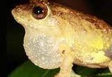 Five new shrub Frogs species found in Western Ghats