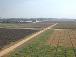 ICRISAT (इंटरनेशनल क्रॉप्स रिसर्च इंस्टीट्यूट फॉर सेमी-एरिड ट्रॉपिक्स )